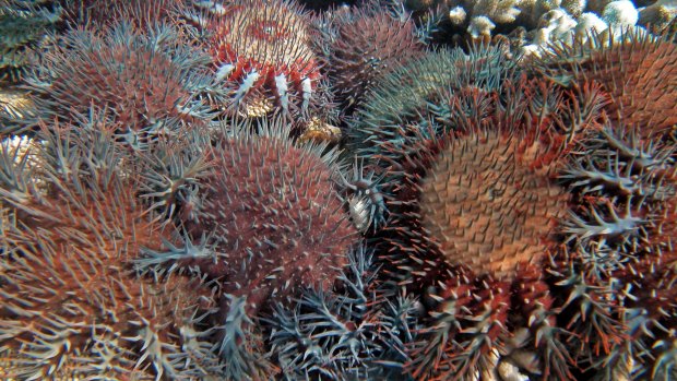 The crown-of-thorns  starfish preys on coral and is responsible for destroying up to 40 per cent of the Great Barrier Reef.