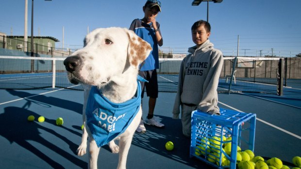 RSPCA dog Nancy with tennis players Kaito Nelson 11 (L) and Jonah Gethin 12.
