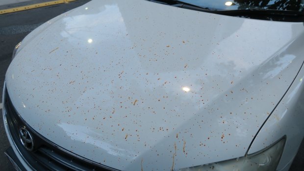 Yusef's car sprayed with capsicum residue while police tried to arrest a man in Collins Street in the CBD.