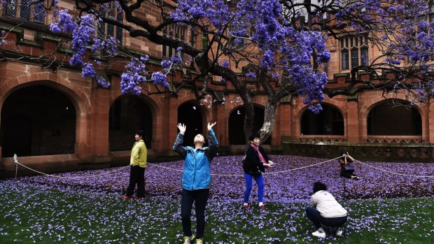 The famous jacaranda tree has been uprooted over night.