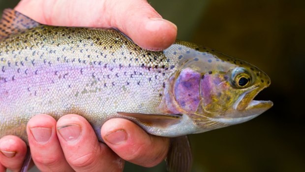 Rainbow trout.