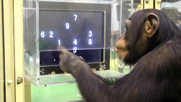 Intelligence: A chimpanzee named Ayumu performs a memory test with randomly placed numbers on a touchscreen computer in Japan.