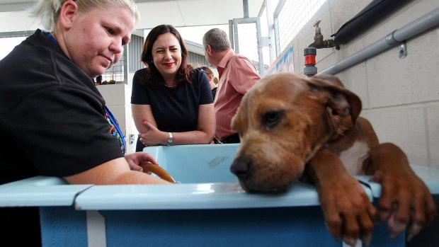 Premier Annastacia Palaszczuk helps bath a dogue de bordeaux puppy with volunteer Keira Law at the RSPCA Queensland at Wacol.