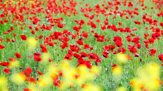 A nursery spreads fields of poppies near Siena.