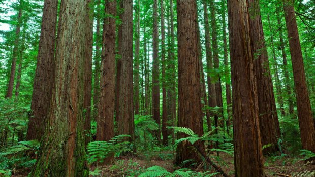 The tall trees of a redwood forest, with fern undergrowth.