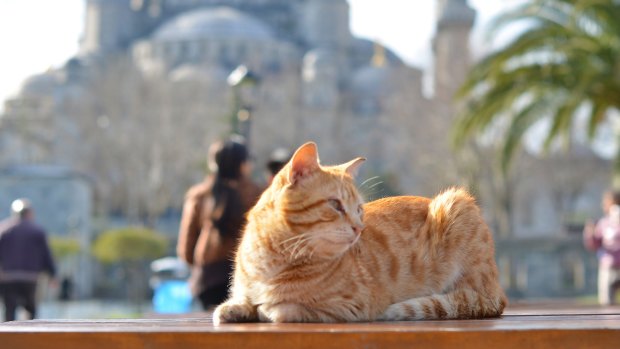 Another cat - this time behind the Sultanahmet Mosque.