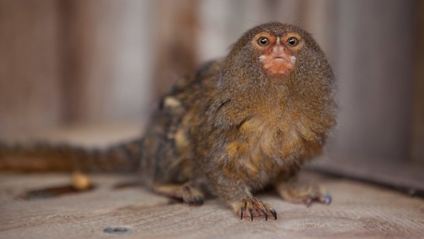 Gomez, a 10-year-old pygmy marmoset stolen from Symbio Zoo, has been found safe and well.