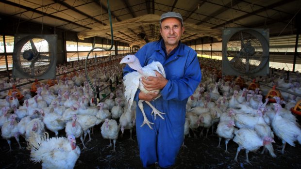 Calling for more support for farmers: Joe Grima at his turkey farm at Thirlmere.