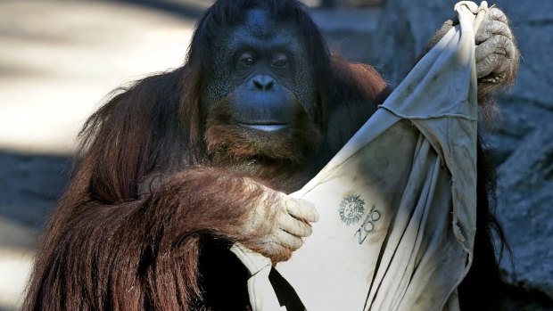 Sandra, an orangutan for whom lawyers are fighting to gain limited legal rights, in Buenos Aires Zoo.