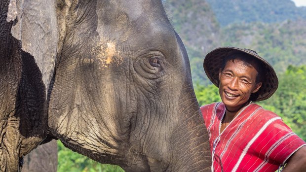 An elephant and mahout in Khao Sok, Thailand.