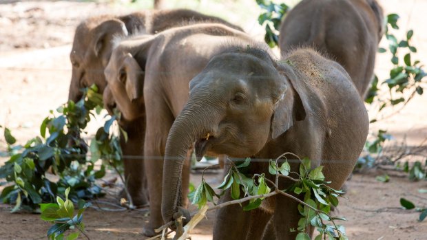 Asian elephants being fed, Udawalawe Elephant Transit Home, Sri Lanka.