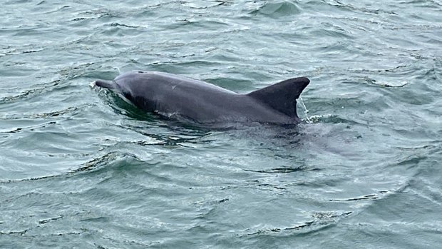 A dolphin followed the boat during a Jervis Bay cruise, diving under it only to pop up on the other side with a wide grin.