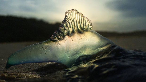 A bluebottle at Currarong Beach on the NSW South Coast.