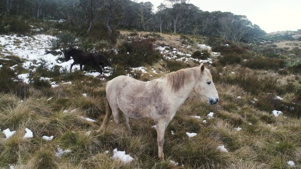 Brumbies in the high grasslands near Kiandra in the Snowy Mountains.