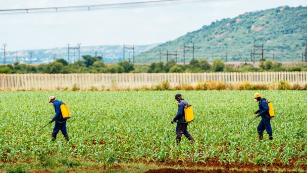 Workers spray a newly planted field of corn with Methomyl 90 SP insecticide to protect against an infestation of fall armyworms, on a farm north of Pretoria, South Africa.
