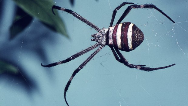 'Armless: St Andrews Cross spider - also thriving in the mild conditions.