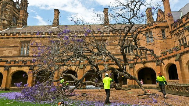 Workers clear away the uprooted jacaranda tree inside the University of Sydney quadrangle.