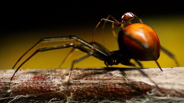A male redback spider climbs on the back of a female before mating at Taronga Zoo.