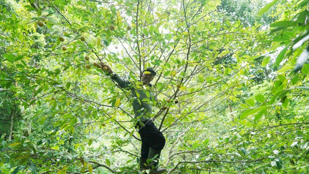 A farmer harvests nutmeg on the tiny island of Run.