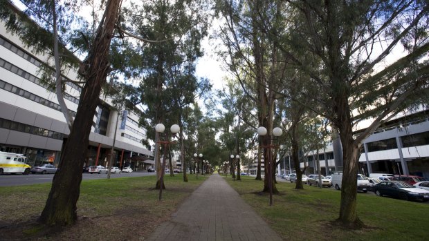 Trees along Canberra's Northbourne Avenue 
