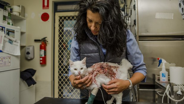 Elsa the cat sustained serious burns before she was taken to the RSPCA. ACT chief executive Tammy Ven Dange holds the injured animal.
