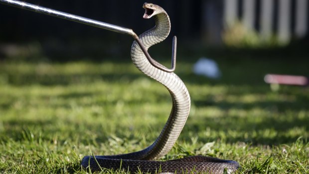 The man was believed to have been bitten by a brown snake. 