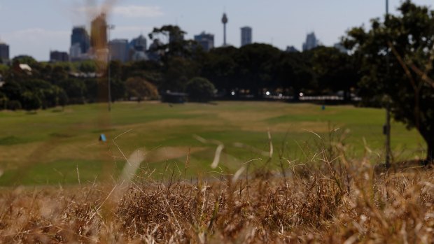 Record heat across parts of Sydney at the weekend has contributed to the baking of the city's parks and gardens.