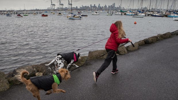 Wrapped up: A girl and her dogs run along the pier in Williamstown on Sunday.