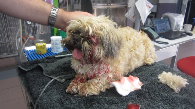 Coco in the aftermath of the attack. 