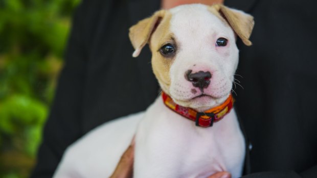 Curtis is a puppy who was handed in as an unwanted gift at the RSPCA ACT.