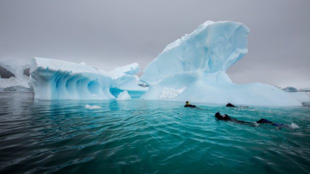 Snorkelling in the polar waters of Antarctica.