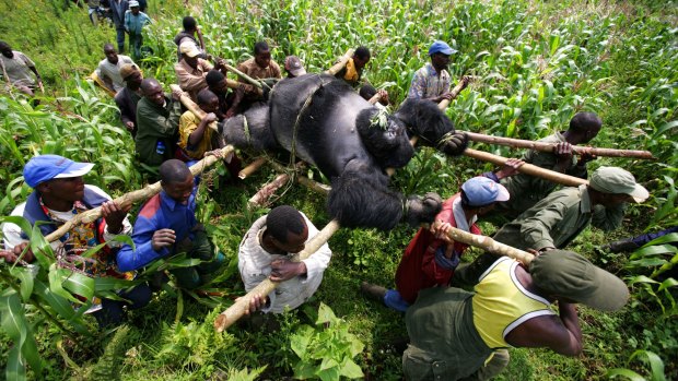 The killing fields: Conservation Rangers from an anti-poaching unit work with locals to evacuate the bodies of four mountain gorillas killed in mysterious circumstances in July 2007. 