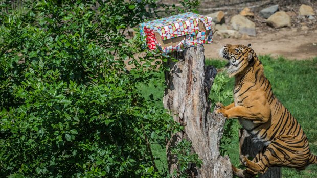 Aceh the Sumatran tiger easily finds his present, hidden in his enclosure at the Canberra zoo on Thursday.