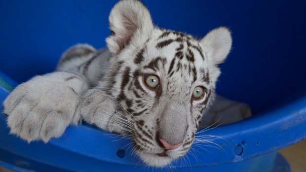 The white tiger cubs that arrived at Dreamworld. 