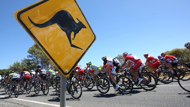 Kangaroos are a hazard on the McLaren Vale to Willunga Hill stage.