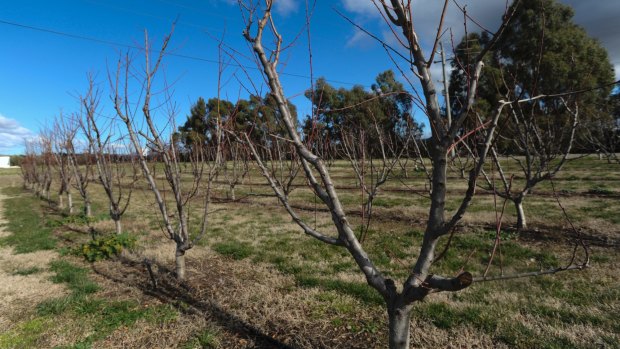 Palmette espaliered fruit trees in the orchard by the Molonglo River.