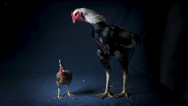 An Australian Game fowl looks down on a Modern Game bantam at the Royal Canberra National Poultry Show. 
The 2016 show will be held in Sydney.