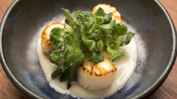 Orana restaurant in Adelaide: Scallops with beach succulents.