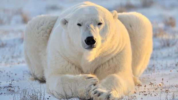 Polar bear lying in the tundra.