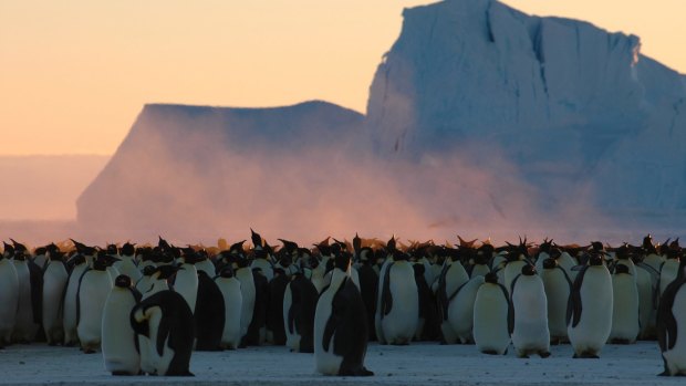 They're fat and happy today, but emperor penguins may have had too much of a good thing during the last ice age. 