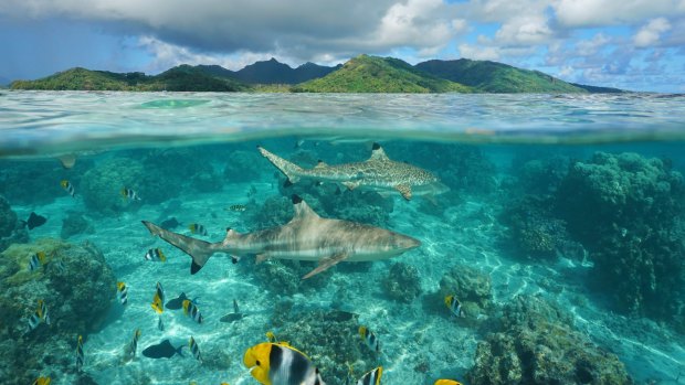 Sharks and tropical fish  swim around the island of Huahine.