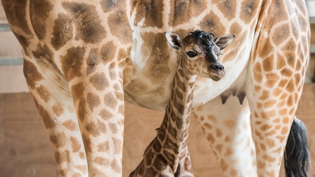 Mogo Zoo is encouraging people to suggest names for the newborn.  