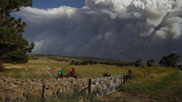 Livestock being relocated from property near Coolah as smoke from the Sir Ivan fire east of Dunedoo, NSW, seen in the background, on Sunday 12 February 2017. 