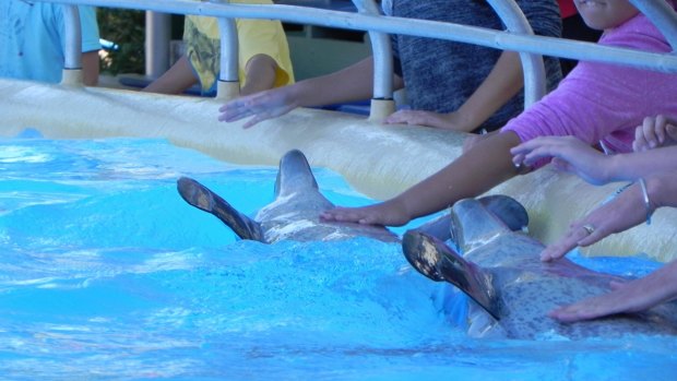 Spectators get up close with bottlenose dolphins Bucky and Zippy at Dolphin Marine Magic Park in Coffs Harbour.