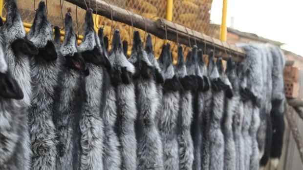 And all for this: Rows of pelts at a fur farm.