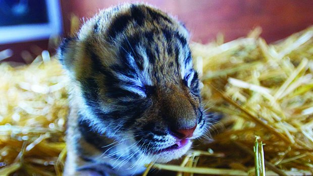 Dreamworld's new arrival, a tiny tiger cub.