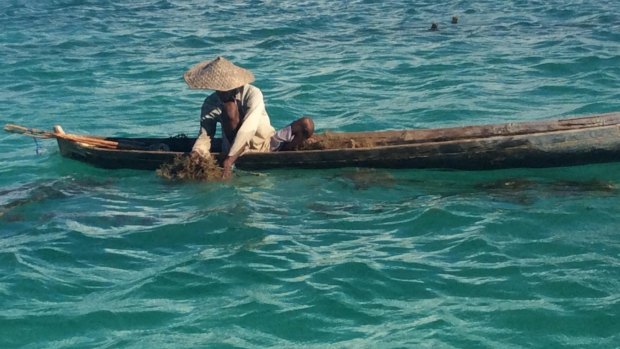 Seaweed farmer Nikodemus Manefa works off the Indonesian island of Rote, where locals say their fish stocks and seaweed crops were devastated after the 2009 Montara oil spill.