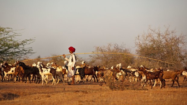 A Rabari shepherd tends his goats.