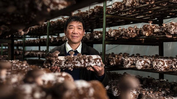Owner Peng Hui with a shiitake mushroom log inside one of the greenhouses. 