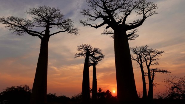 Allee des Baobabs: The trees are a sight to be cherished.